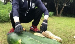 哪里有最新的吃瓜爆料,揭秘最新吃瓜爆料，热点事件一网打尽！